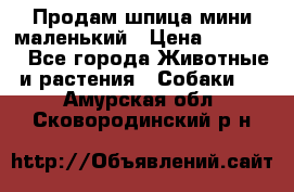 Продам шпица мини маленький › Цена ­ 15 000 - Все города Животные и растения » Собаки   . Амурская обл.,Сковородинский р-н